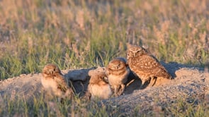 Related Embedded Video Item Thumbnail