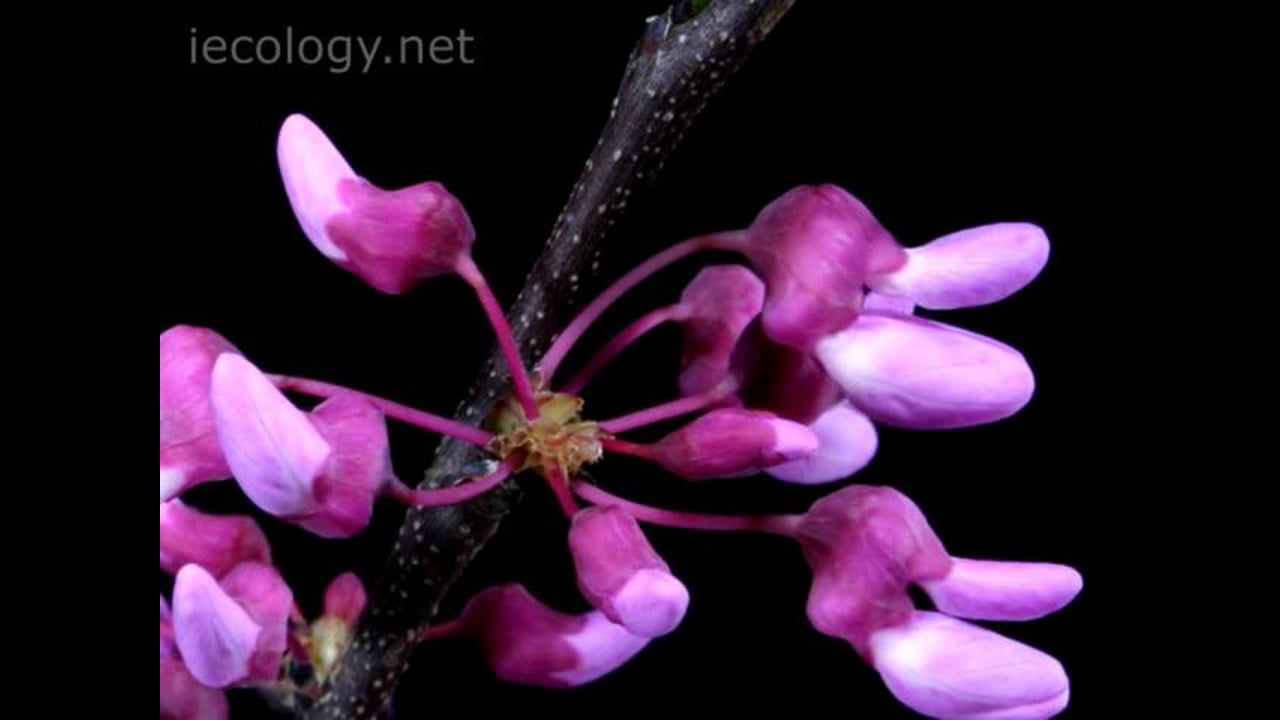 time-lapse video of redbud flowers opening