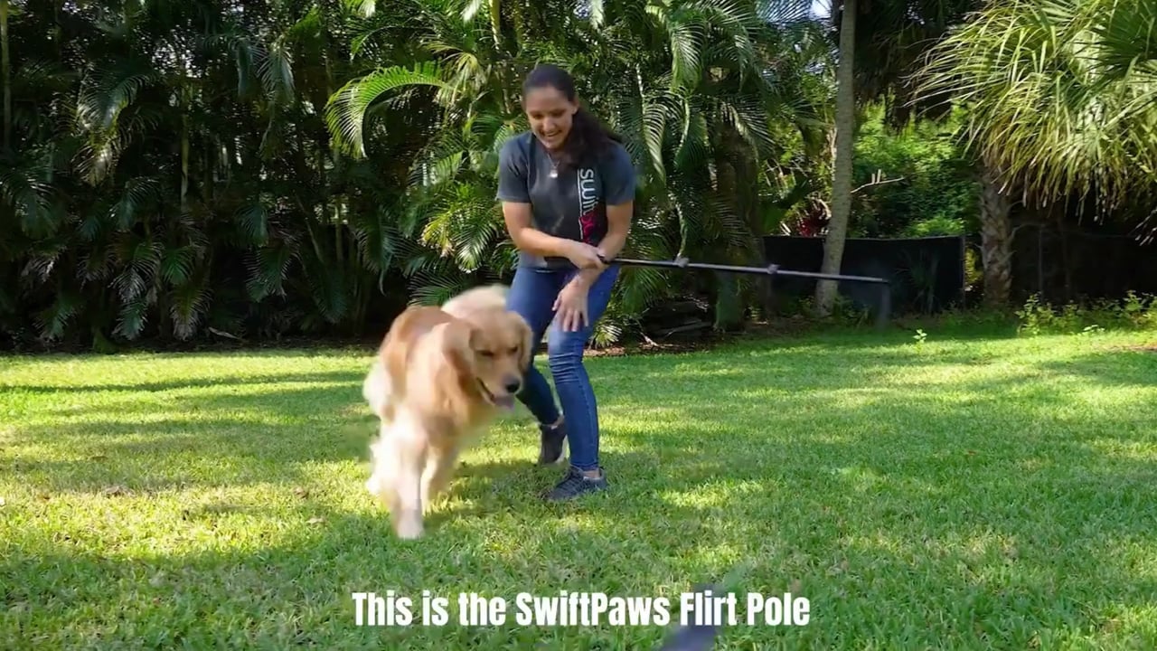 Swift Paws SwiftPaws Flirt Pole Toy - For Dogs - Extendable to 48A and  collapsible to 16A - All