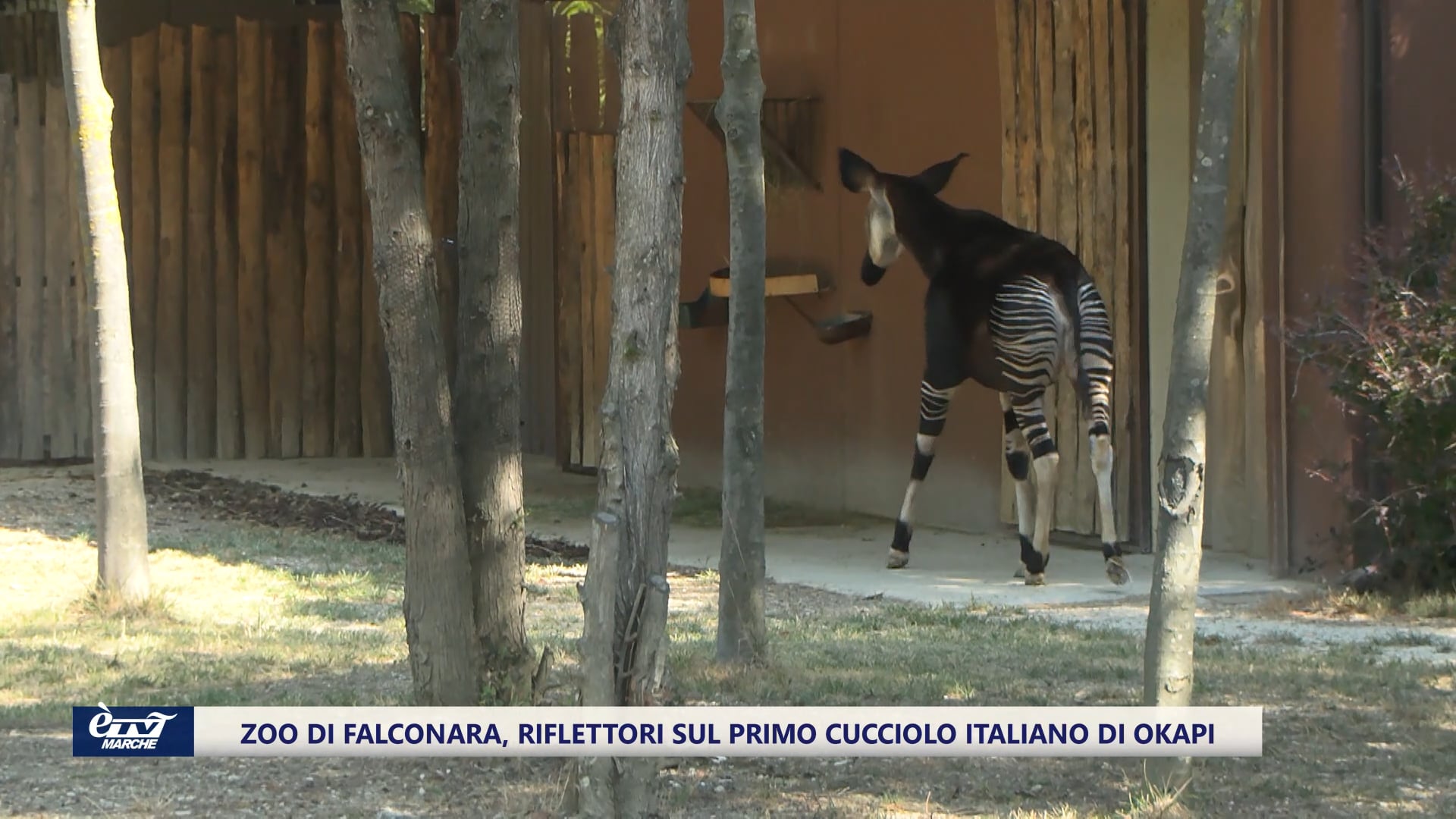 Parco Zoo di Falconara. Ecco il primo cucciolo italiano di okapi - VIDEO