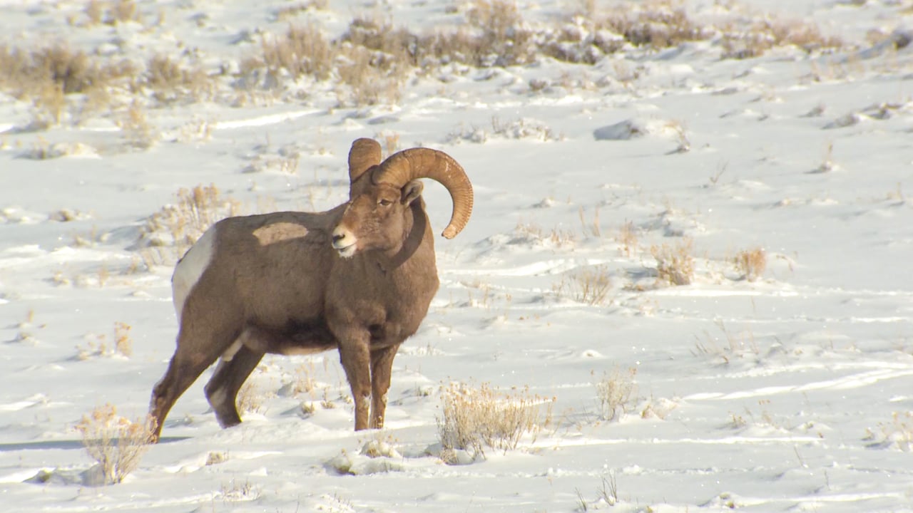 Bighorn Sheep