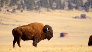 Bison