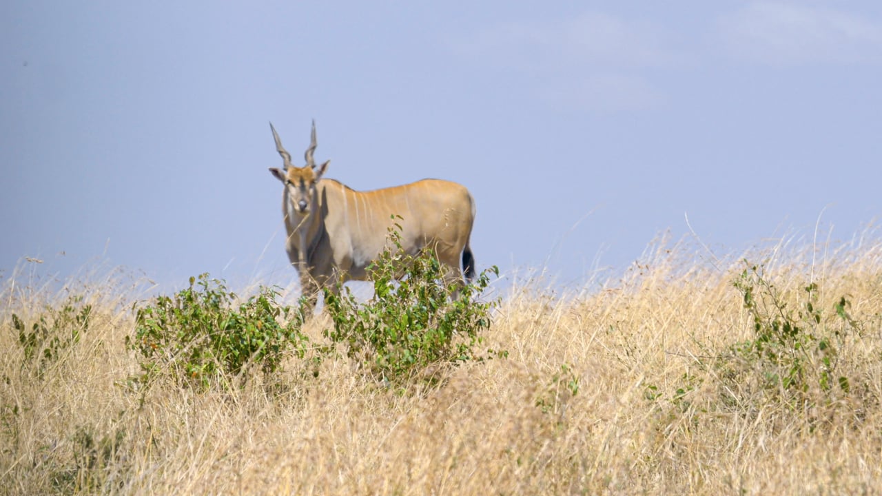  Cape Eland