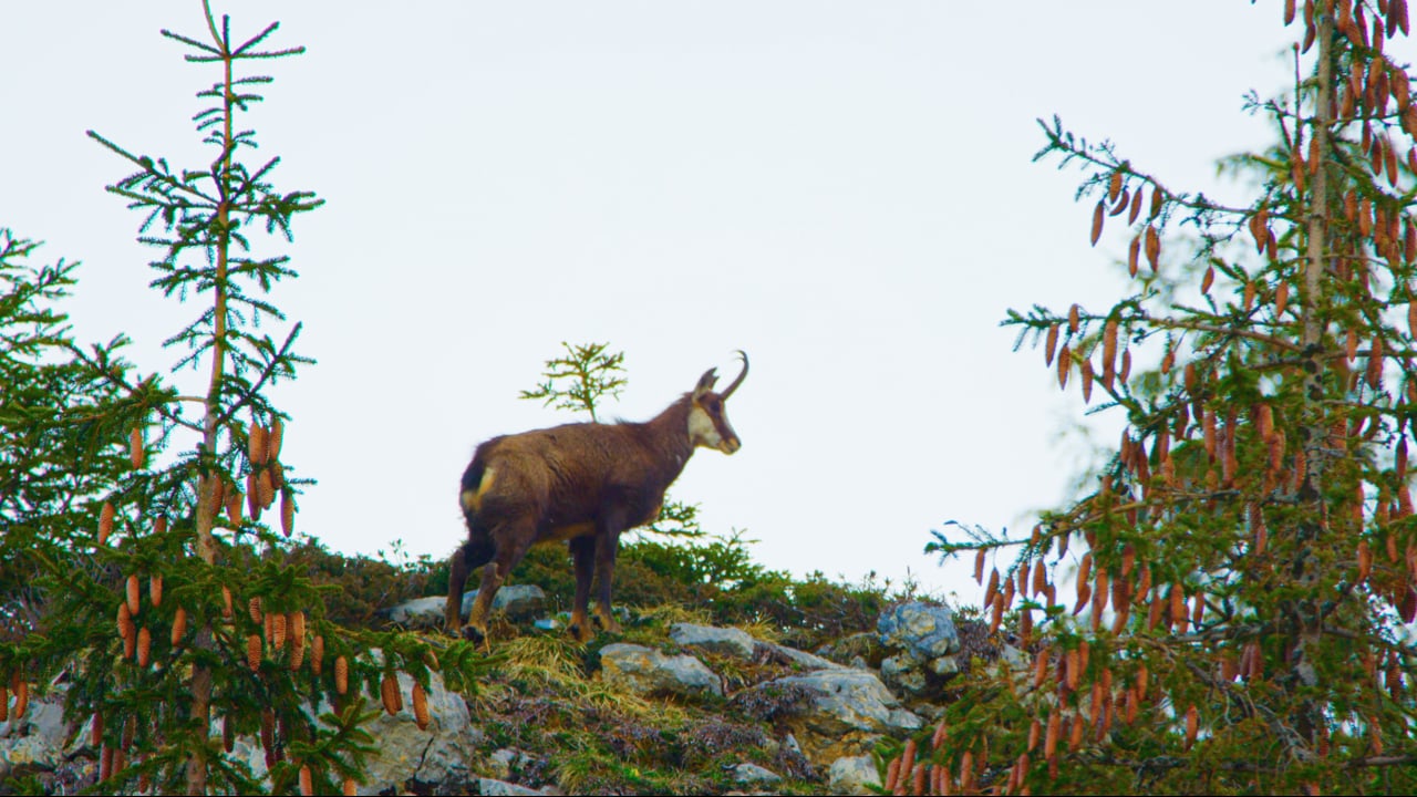 Chamois