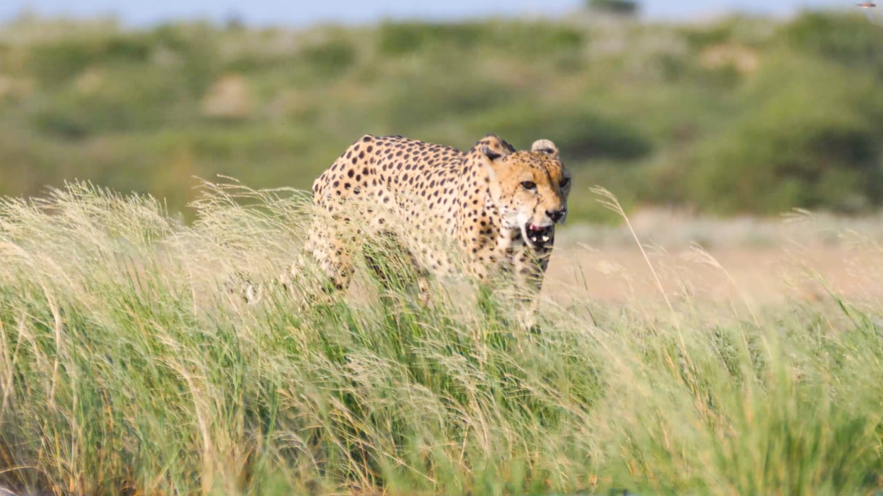 Cheetah