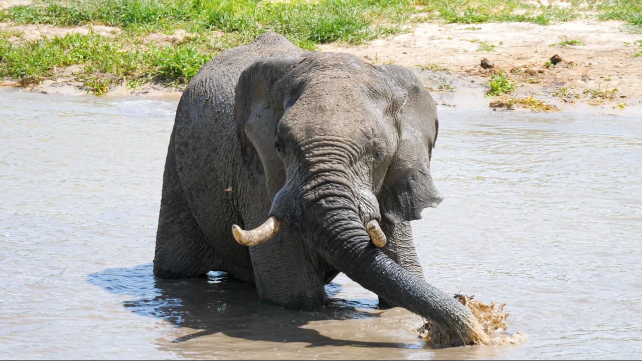 Elefant