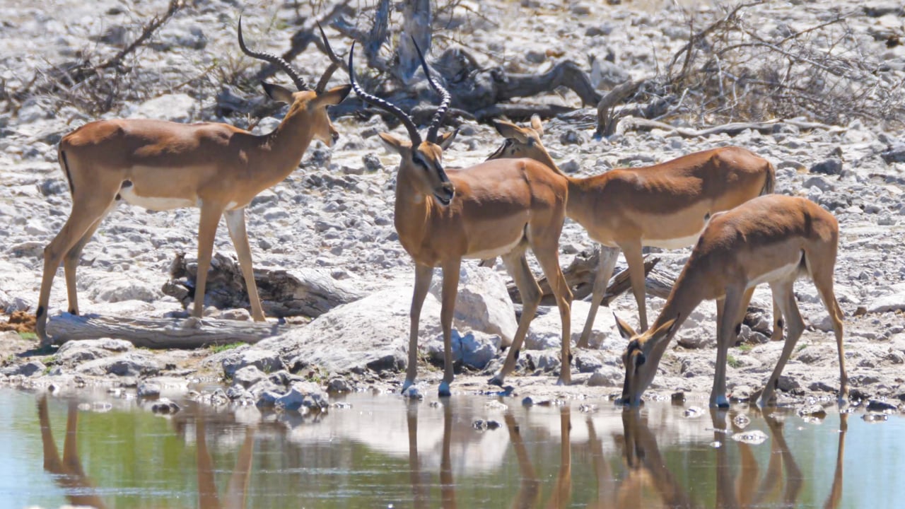 Impala