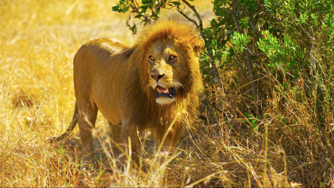 Lion