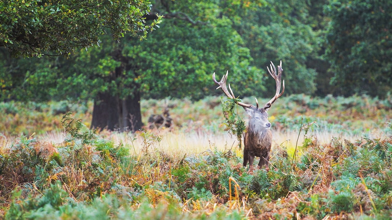 Red Deer