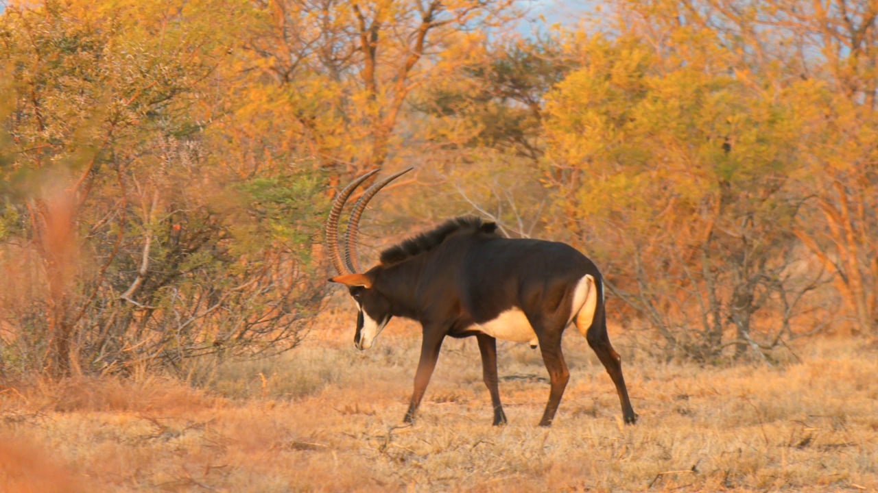 Sable