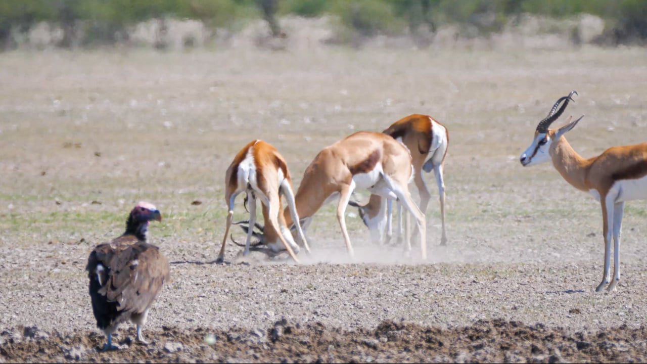 Springbok