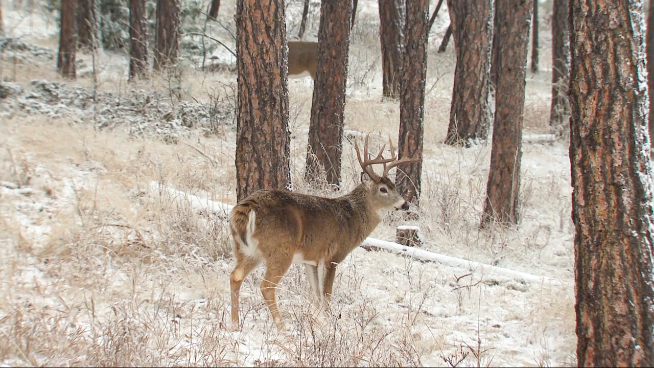 White-tailed Deer