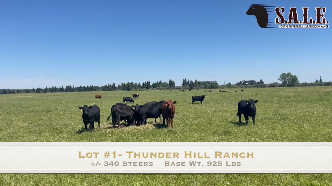 LOT #1-THUNDERHILL RANCH-340 STRS Southern Alberta Livestock Exchange ...