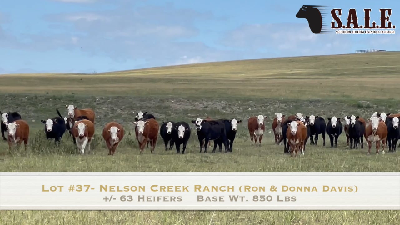 LOT #37-NELSON CREEK RANCH-63 HFRS Southern Alberta Livestock Exchange ...