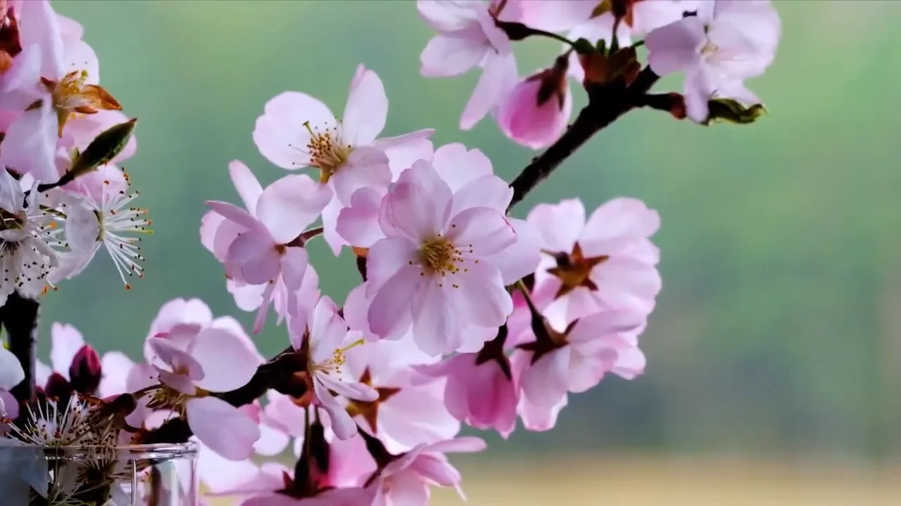 Flowers __ Feel The Nature on Vimeo