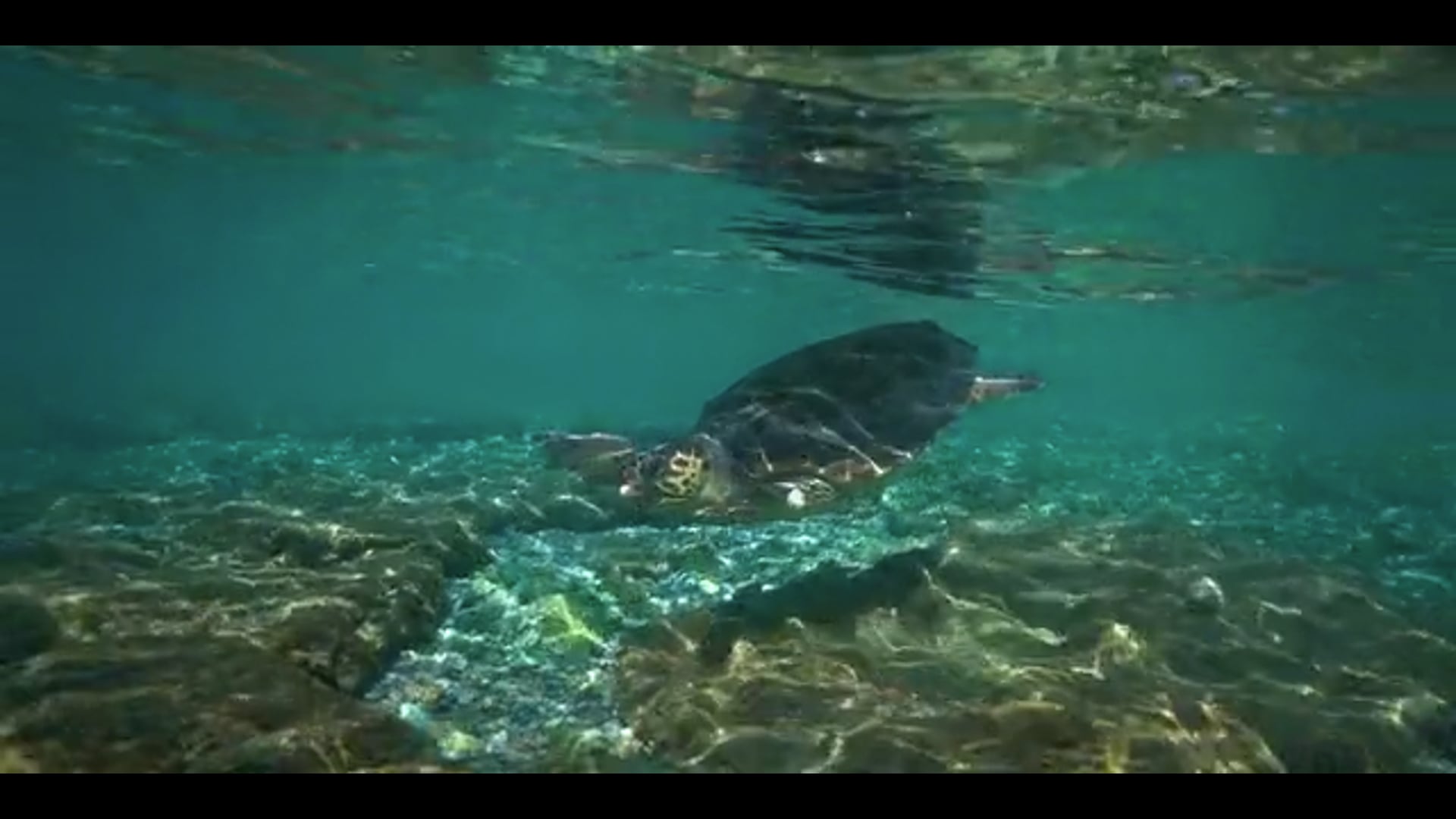 SNF / ARCHELON - The Sea Turtle Protection Society of Greece