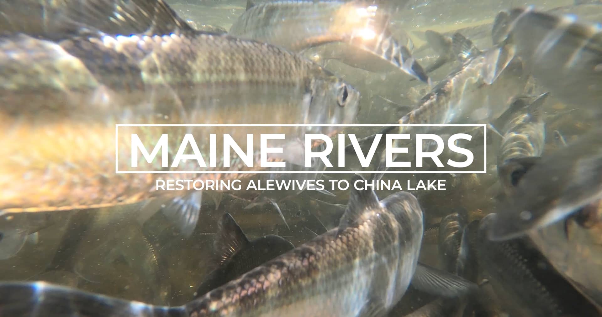 Maine Rivers Restoring Alewives to China Lake on Vimeo