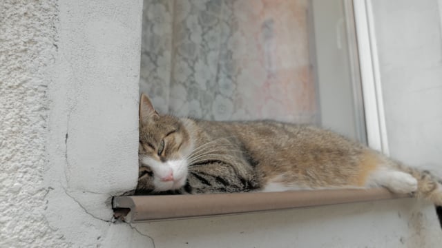 5以上の無料窓辺 猫動画 Hd 4kクリップ Pixabay