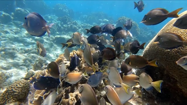 Fish Snorkeling Ocean Free Stock Video - Pixabay