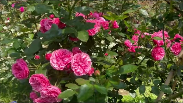 Roses Flowers Nature Free Stock Video - Pixabay