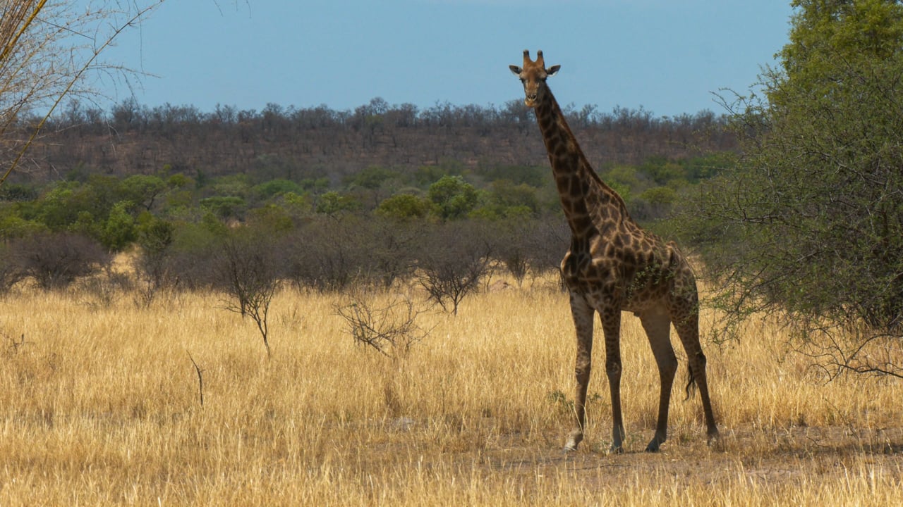 Giraffe