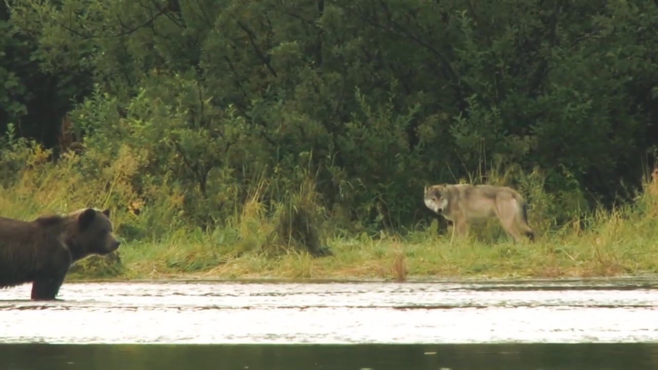 Alaska Wolf