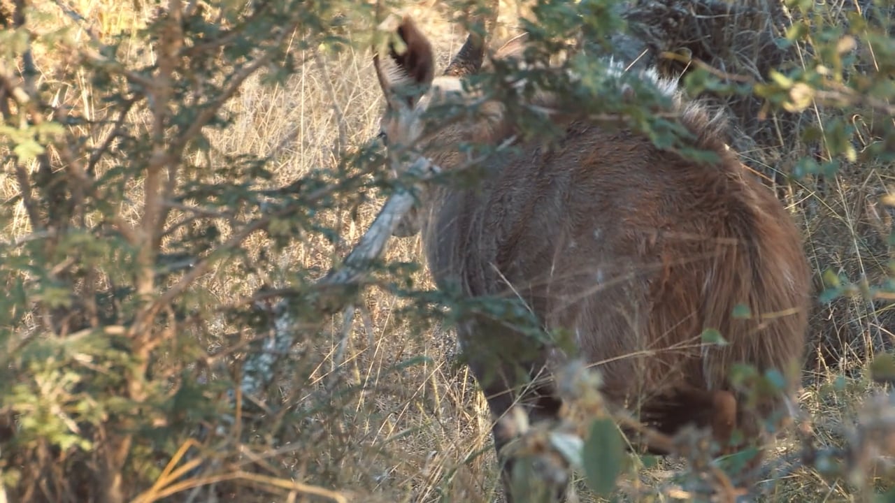Bushbuck