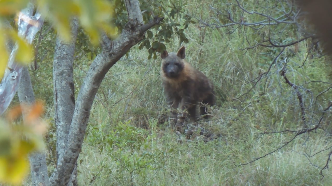 Brown Hyena