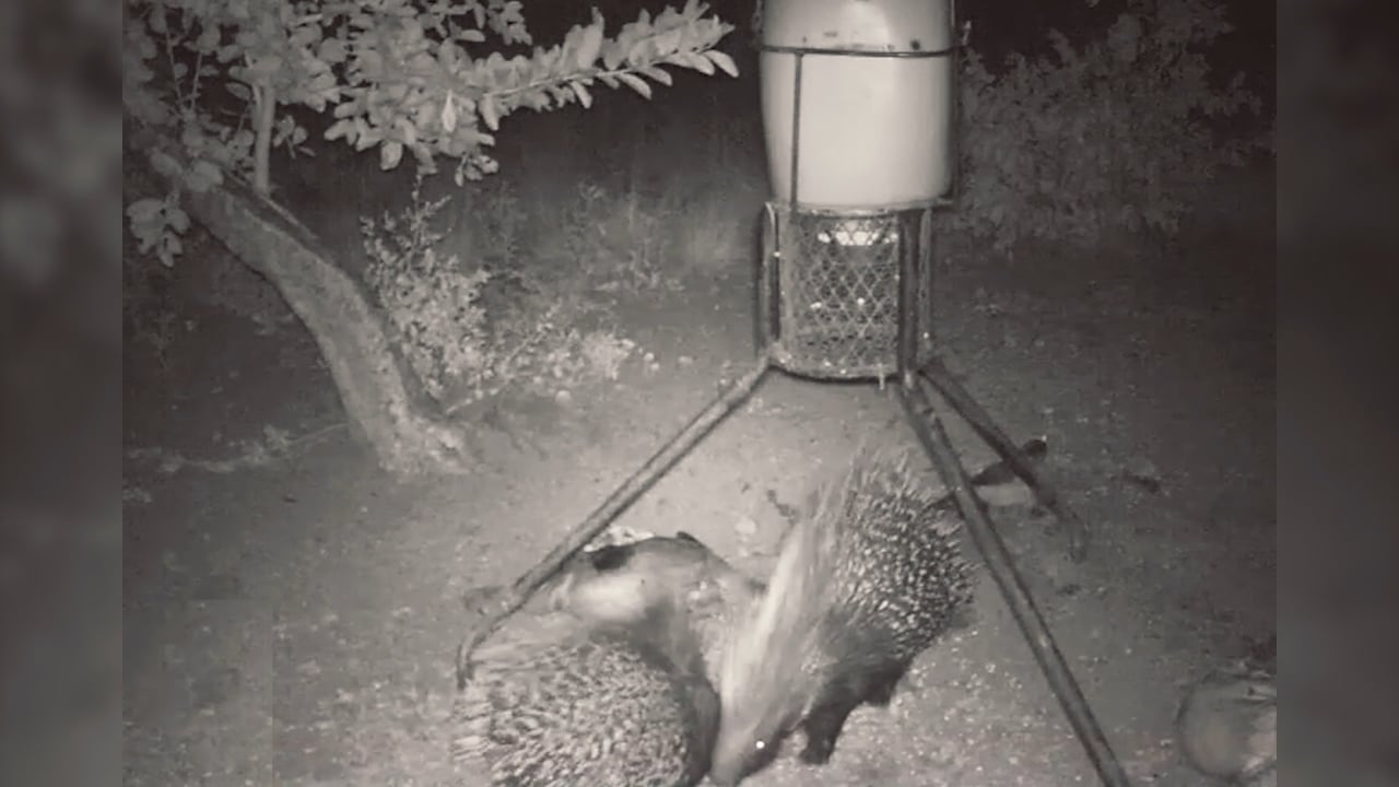Stachelschwein