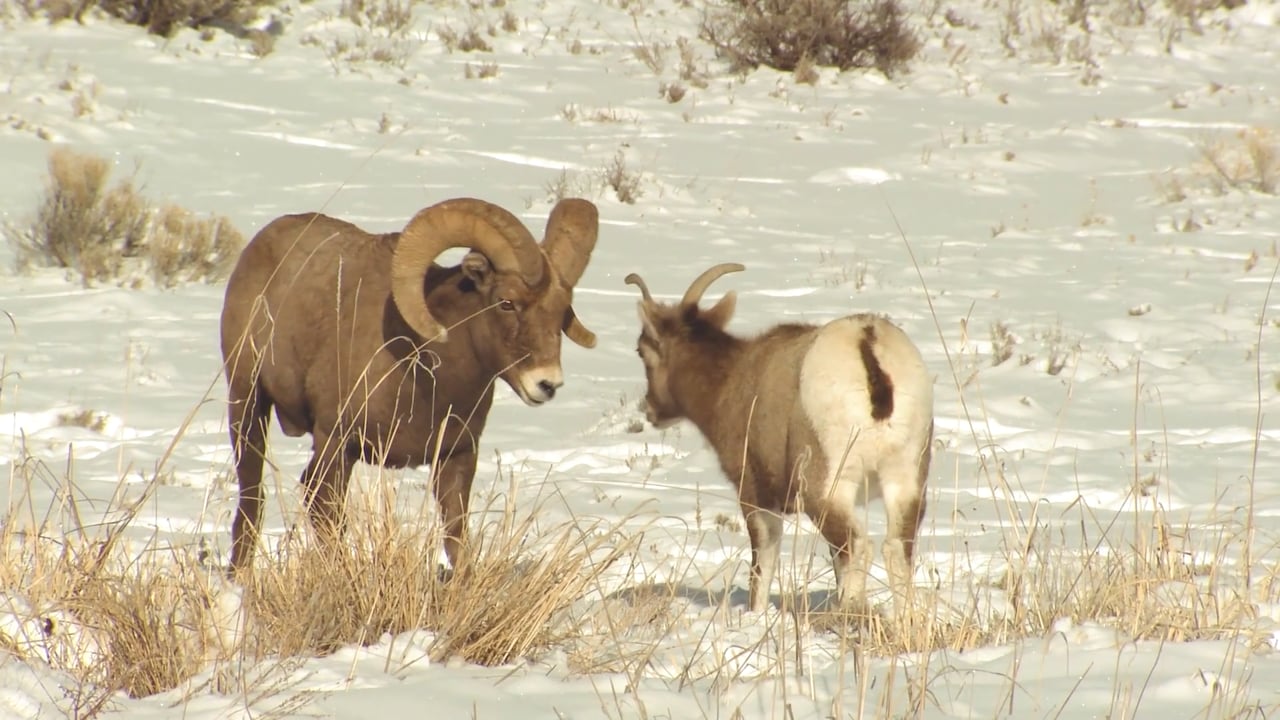 Bighorn Sheep