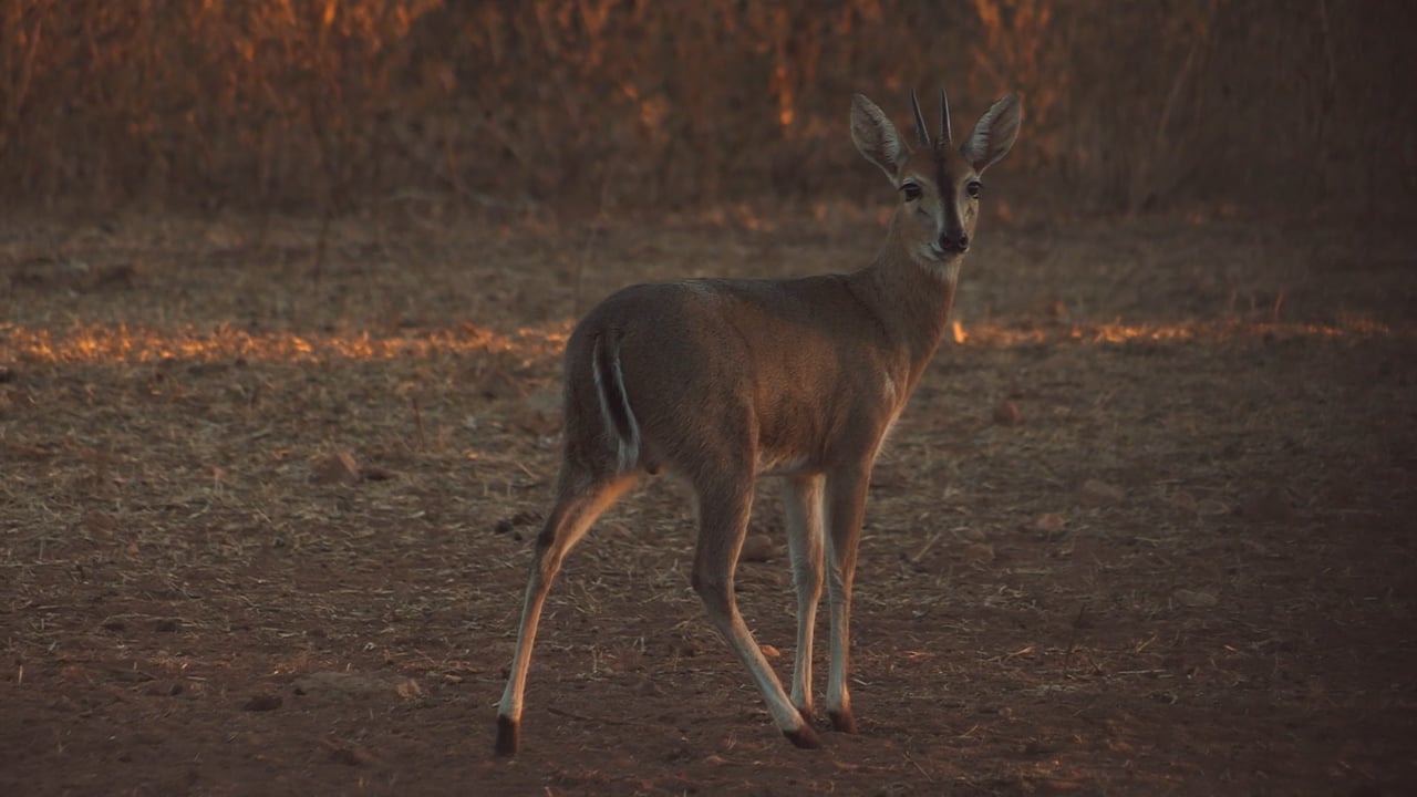 Common Duiker