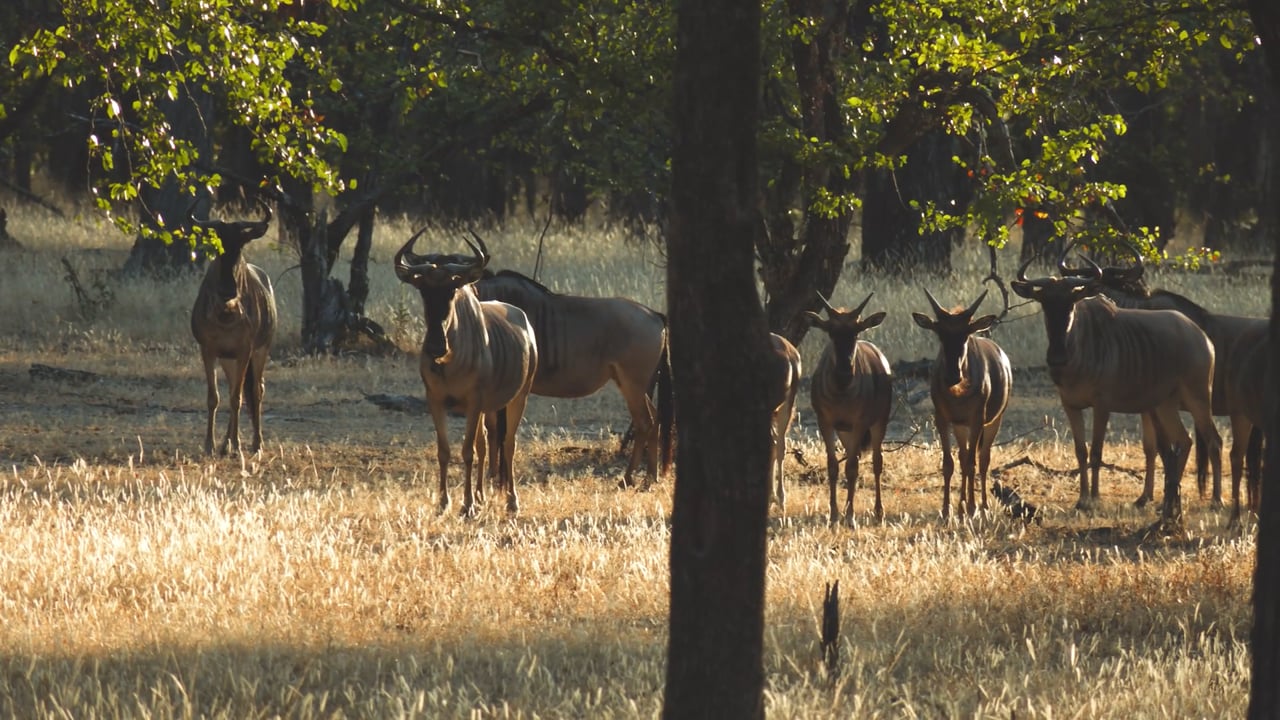 Cookson's Wildebeest