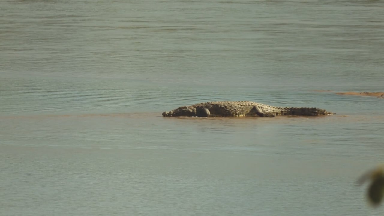 Crocodile on river bank