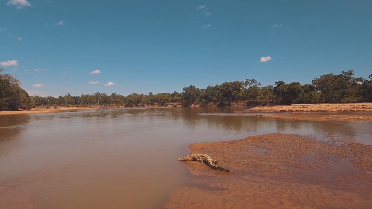 Crocodile go into water