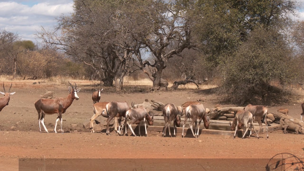 Common Blesbuck and Impala at waterhole