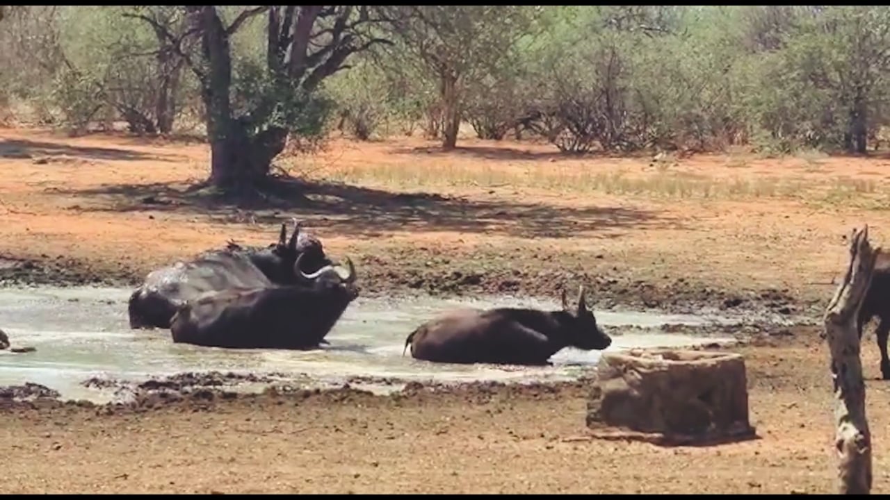 Buffalo swim