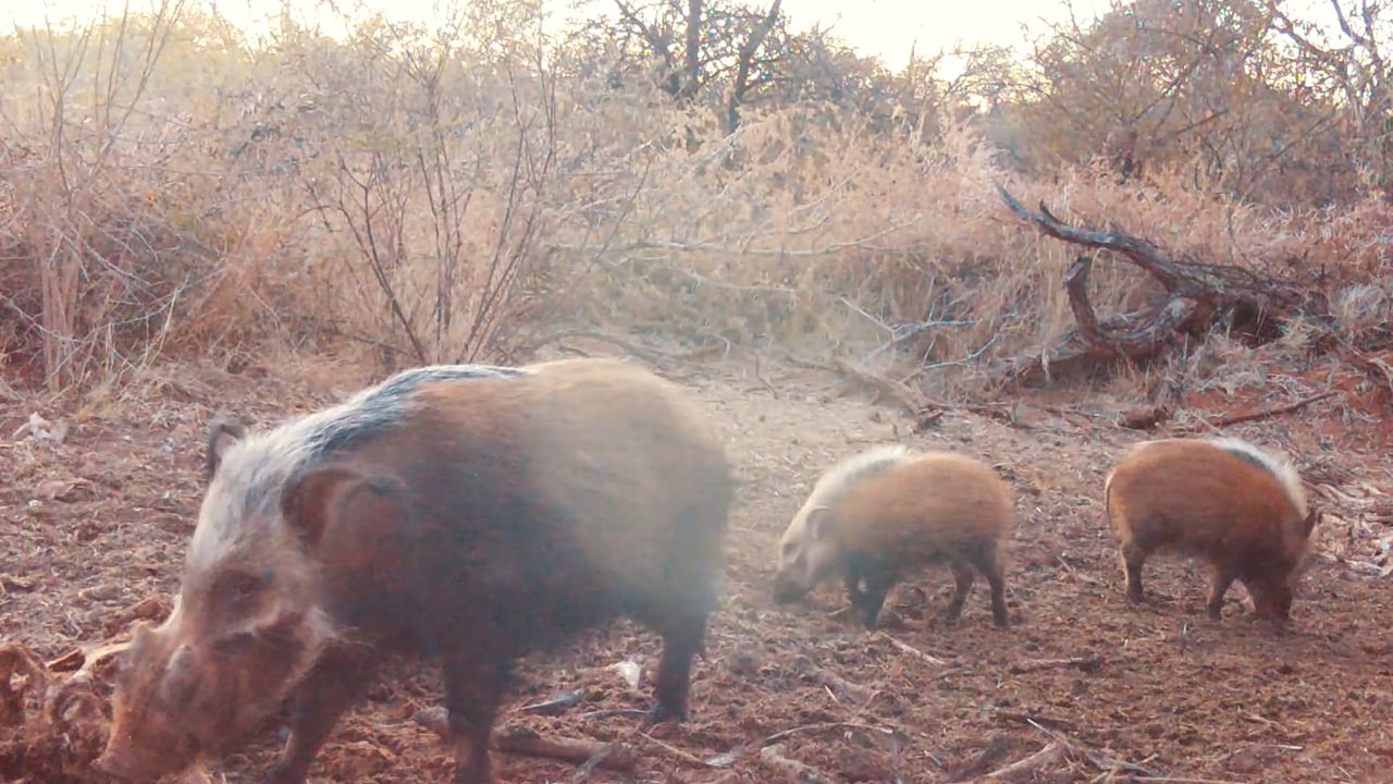 Bushpigs during the day
