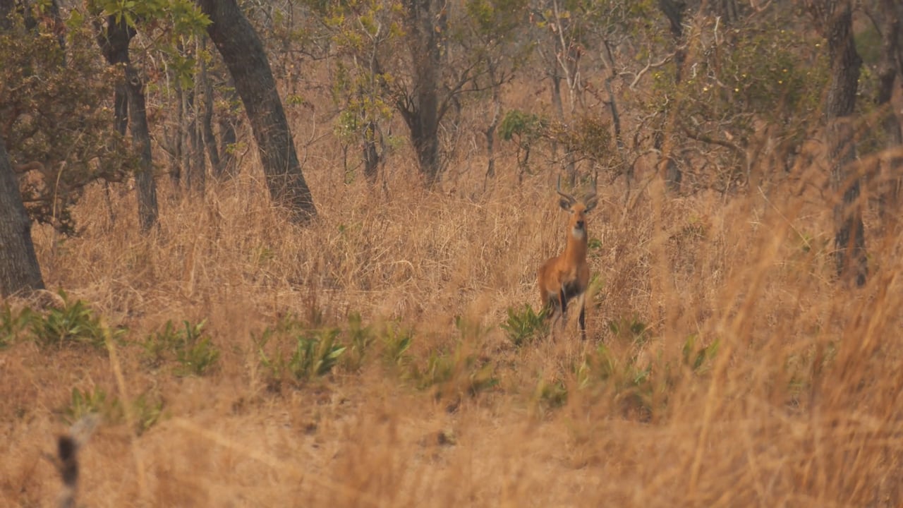 Kob in Cameroon