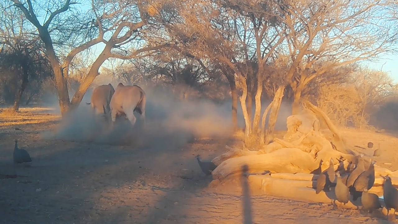 Eland Bulls Fight