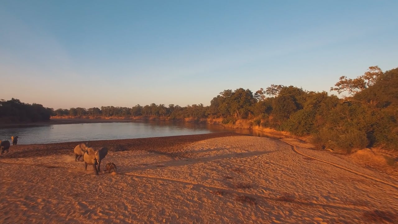  Elephant Herd in Zambia