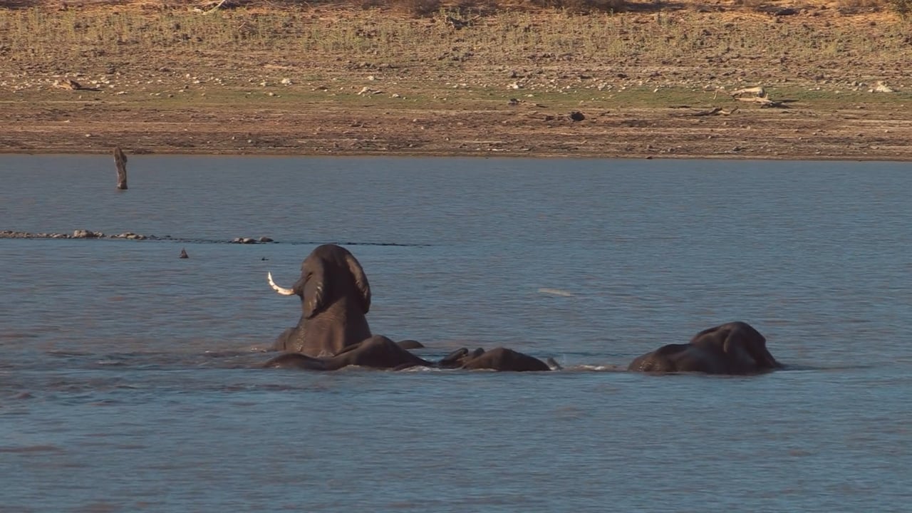  Elephants Swimming in Mozambique