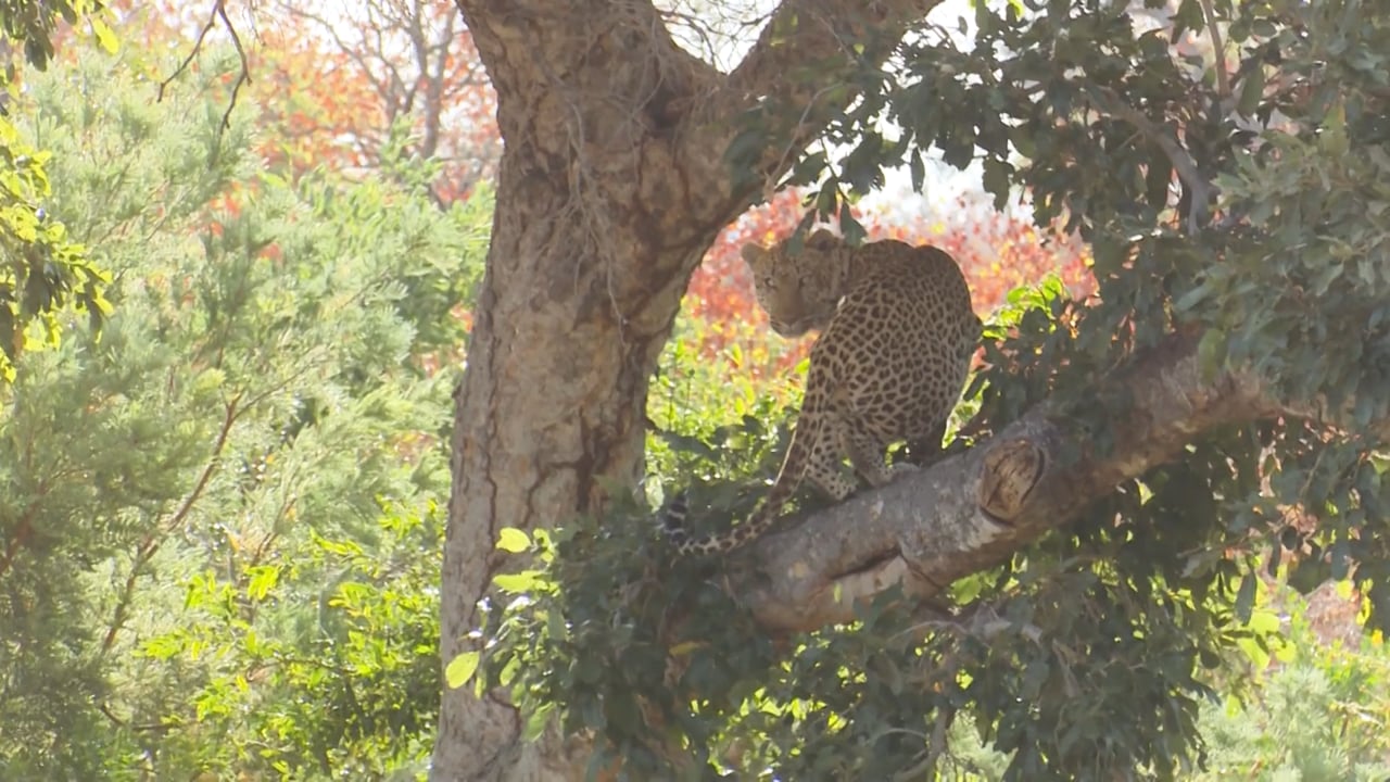 Leopard in a tree