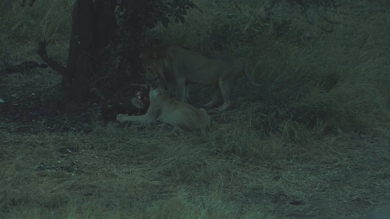  Lion Bait