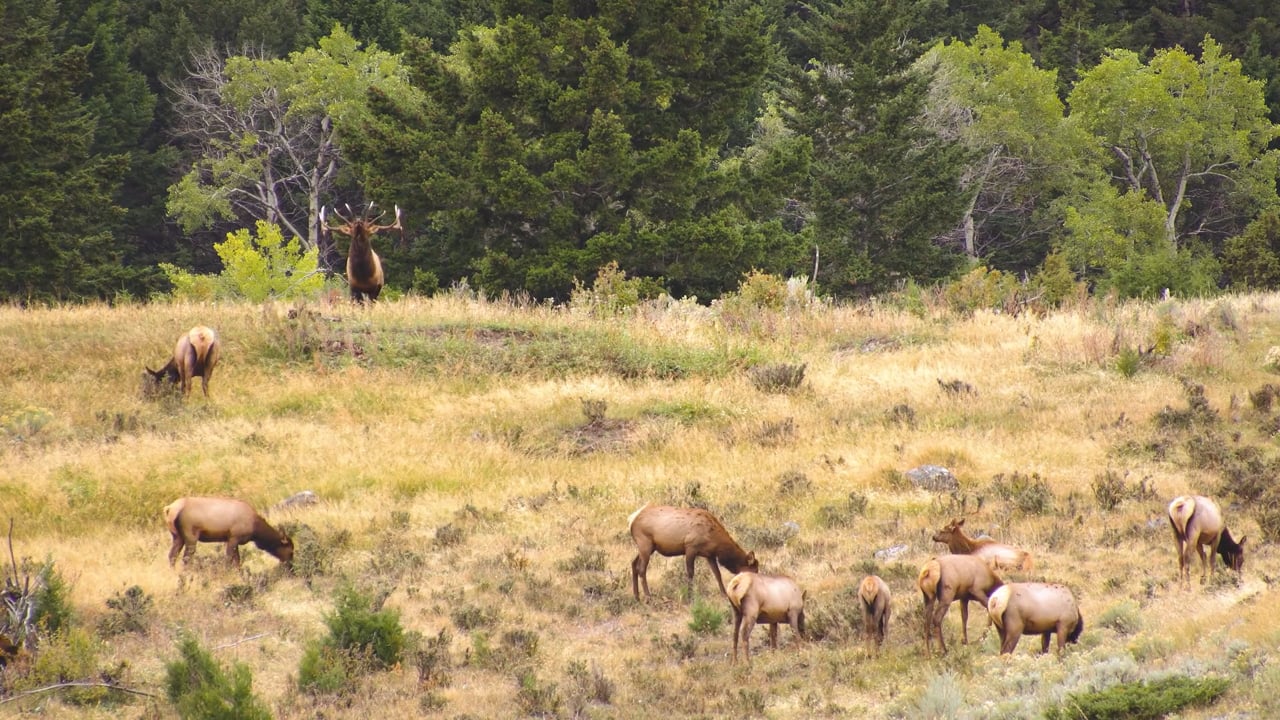 Elk Bugle