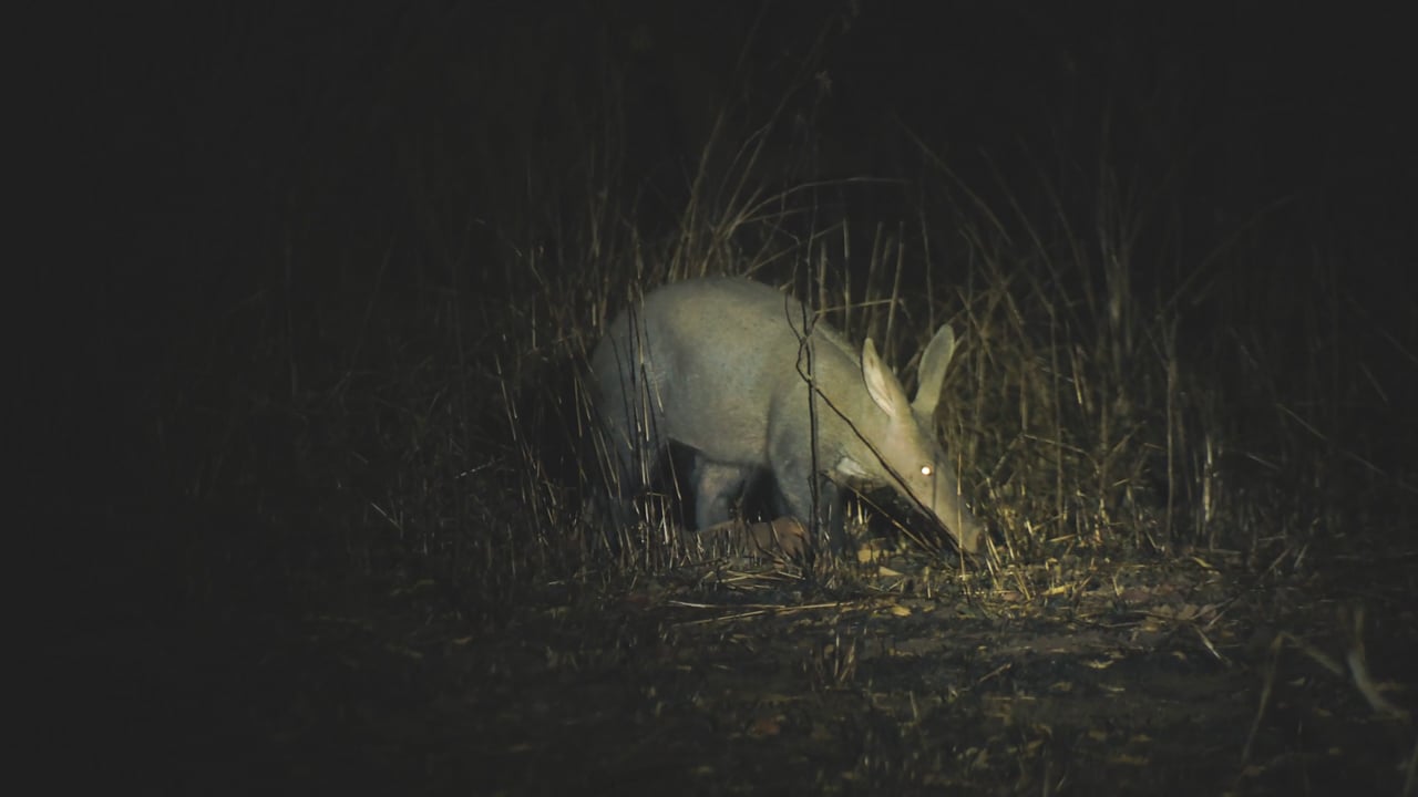 Aardvark