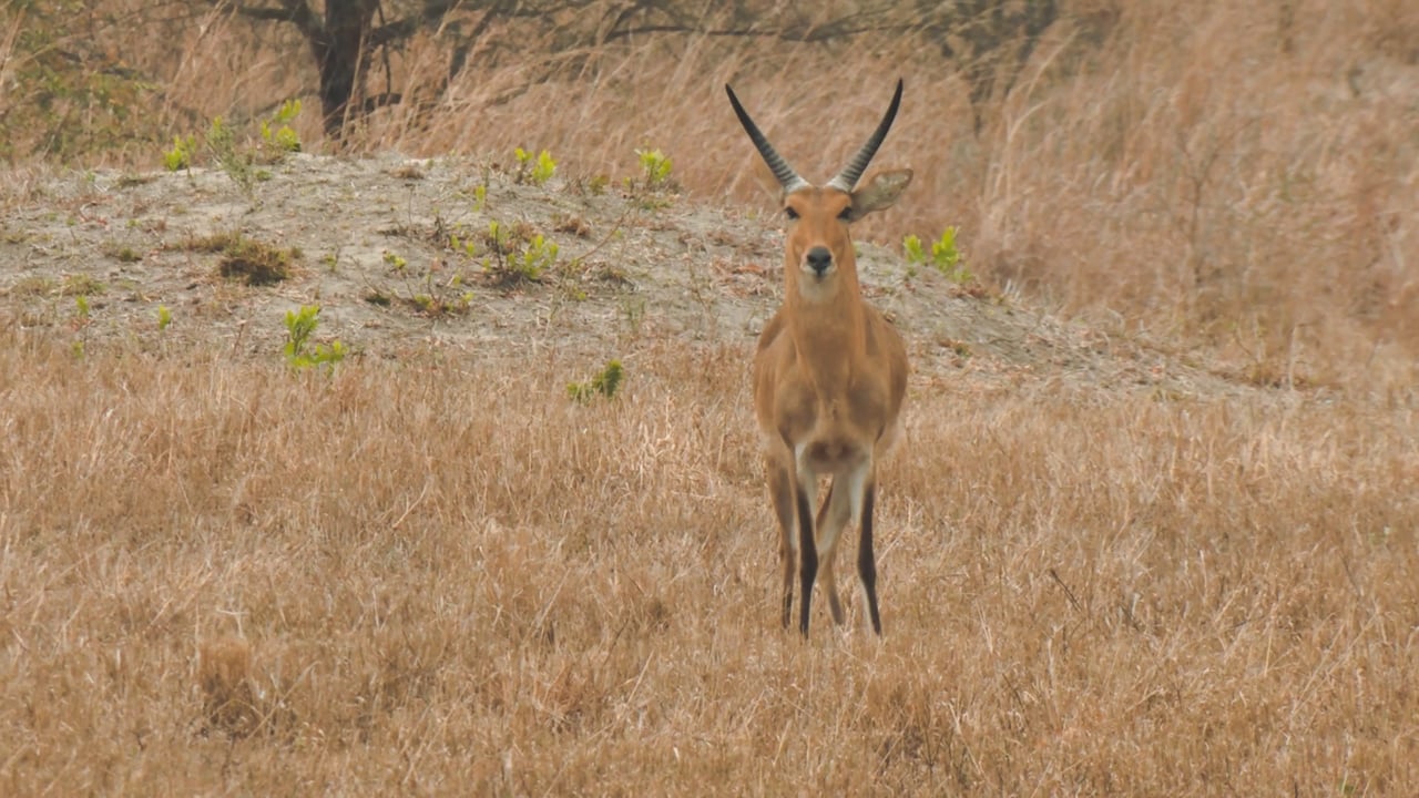 Common Reedbuck