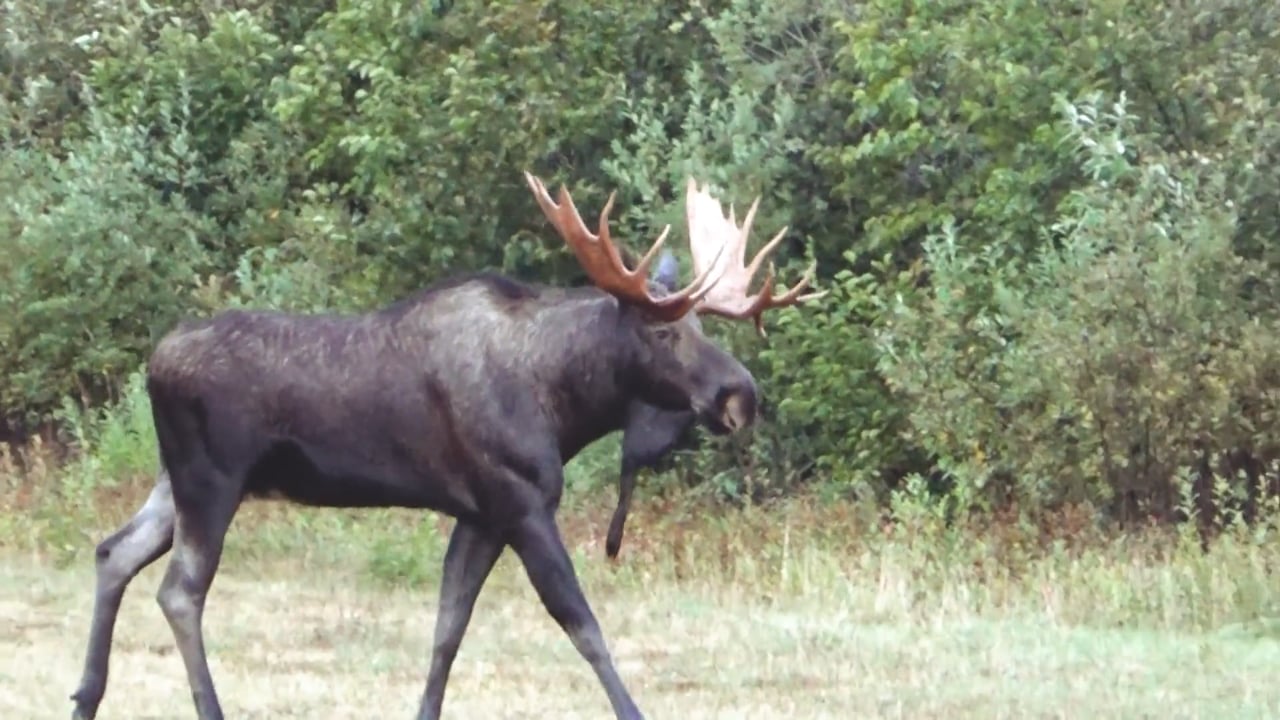 Moose Bull