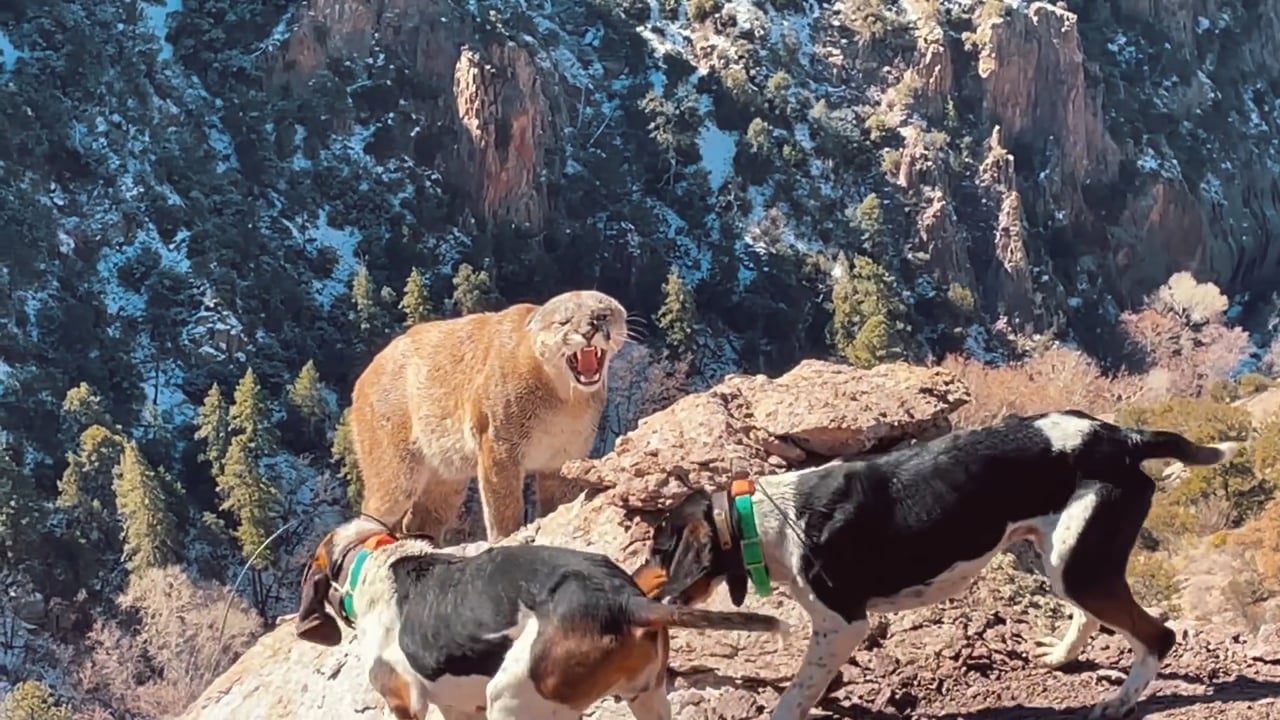 Mountain Lion