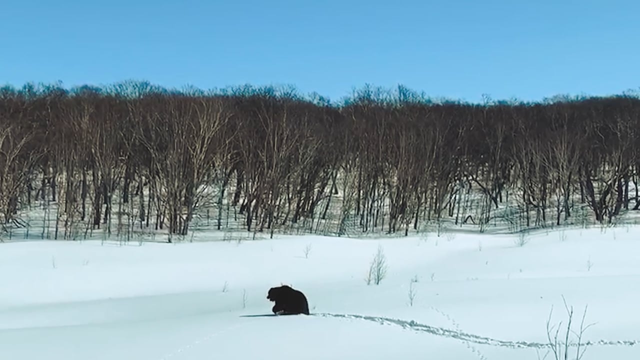 Kamchatka Brown Bear in snow