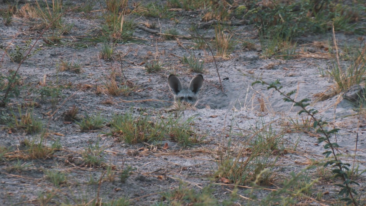 Caprivi Bat-Eared Fox